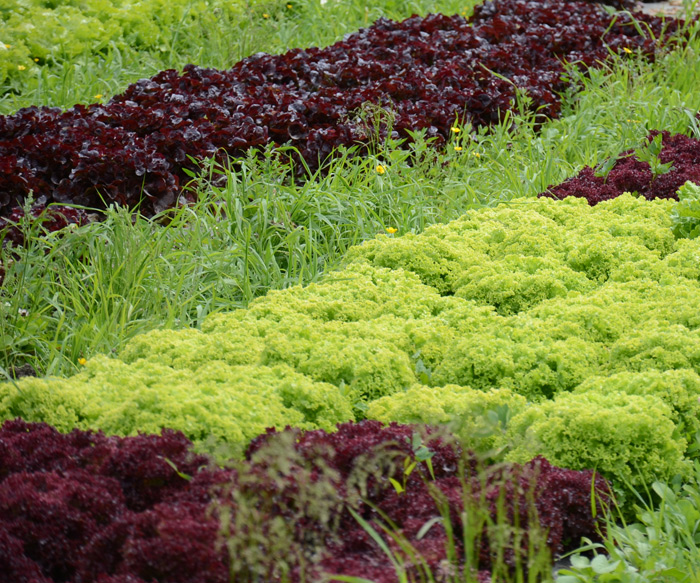 Gemüsefarm Würmlach