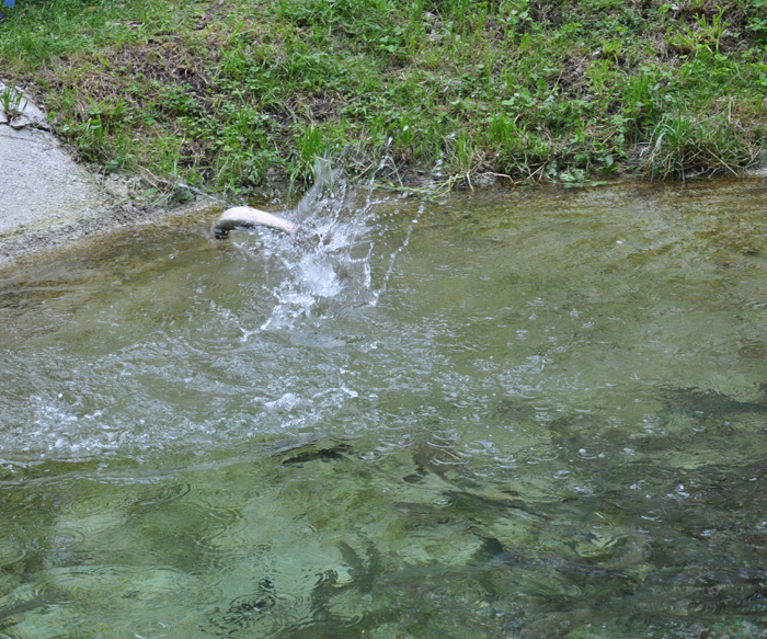 Fischzucht Zankl